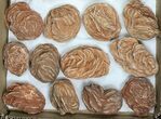 Flat: Desert Roses From Morocco ( to ) - Pieces #82748-1